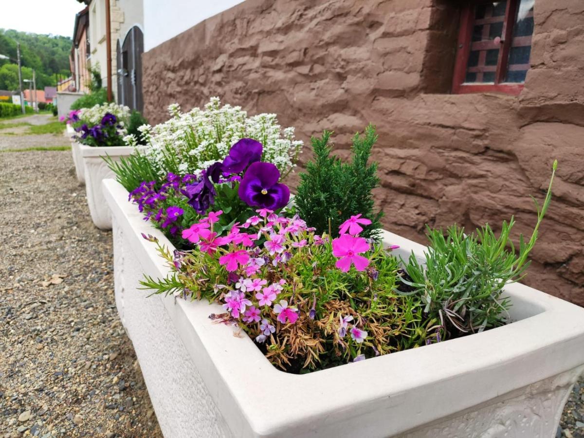 Ferienhaus Blaue Blume Mit 11 Kw Ladestation, Kamin, Terrasse, Eingezaeuntem Garten, Sauna, Wlan, Netflix, 2 Hunde Willkommen! Güntersberge Exteriér fotografie